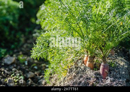 Radici non raccolte di carote di produzione biologica nel giardino. Foto Stock