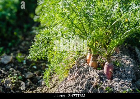 Radici non raccolte di carote di produzione biologica nel giardino. Foto Stock