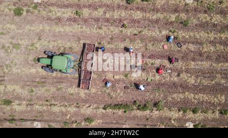 Haifa, Israele - 10 giugno 2020: Manuale contadino ha scelto cipolle rosse in un campo agricolo. Vista aerea. Foto Stock