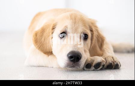 Bella museruola di Golden Retriever Foto Stock