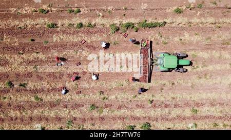 Haifa, Israele - 10 giugno 2020: Manuale contadino ha scelto cipolle rosse in un campo agricolo. Vista aerea. Foto Stock