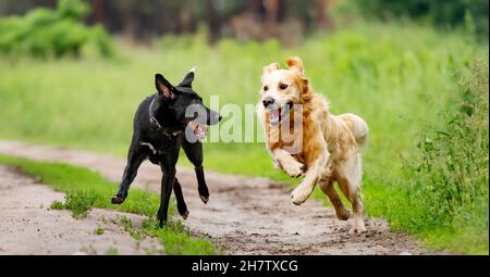 Due cani all'aperto Foto Stock