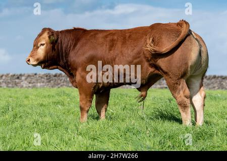 Giovane pedigree Limousin bull in altopiano pascolo, Lancashire, Regno Unito. Foto Stock