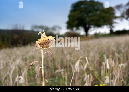 Wildflower e Bird mix piantati in un campo agricolo per incoraggiare la fauna selvatica e creare un habitat sostenibile per loro. Co. Durham, Regno Unito. Foto Stock