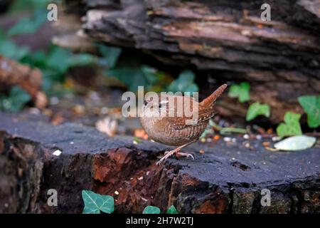 Wren alla ricerca di cibo nei boschi Foto Stock