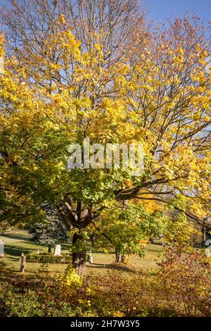 Un albero di acero in autunno, Wetter sul fiume Ruhr, Renania settentrionale-Vestfalia, Germania. ein Ahornbaum im Herbst, Wetter an der Ruhr, Nordrhein-Westfalen, D. Foto Stock