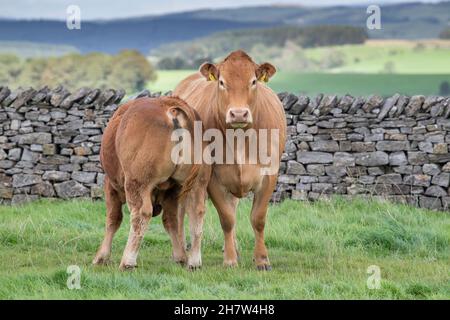 Limousin mucca e vitello in un pascolo di montagna, Lancashire, Regno Unito. Foto Stock