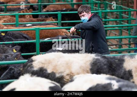 Mostrando bestiame ad una vendita di vitello di manzo, Kirkby Stephen, Cumbria, durante la pandemia di Covid-19. REGNO UNITO Foto Stock