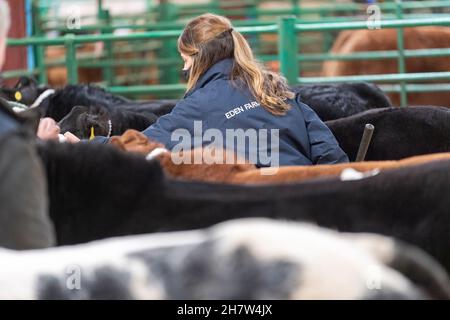 Mostrando bestiame ad una vendita di vitello di manzo, Kirkby Stephen, Cumbria, durante la pandemia di Covid-19. REGNO UNITO Foto Stock