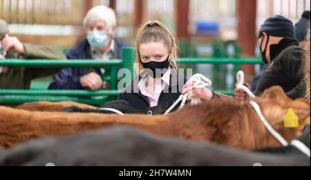 Mostrando bestiame ad una vendita di vitello di manzo, Kirkby Stephen, Cumbria, durante la pandemia di Covid-19. REGNO UNITO Foto Stock