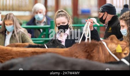 Mostrando bestiame ad una vendita di vitello di manzo, Kirkby Stephen, Cumbria, durante la pandemia di Covid-19. REGNO UNITO Foto Stock