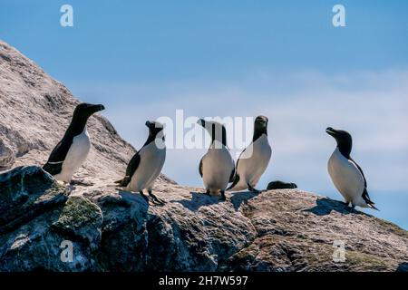 RUNDE, NORVEGIA - 2020 GIUGNO 19. Un gruppo di Razorbils (Alca torda) in piedi su una scogliera a Runde Bird Island. Foto Stock