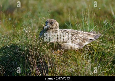 RUNDE, NORVEGIA - 2020 LUGLIO 23. Grande Skua nel selvaggio relax in erba. Foto Stock