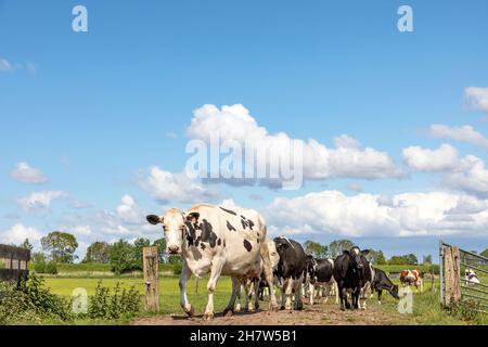 Mucche camminando su un sentiero, mandria di bianco e nero, passeggiare verso in un campo con le nuvole nel cielo come sfondo, un cancello di fronte Foto Stock