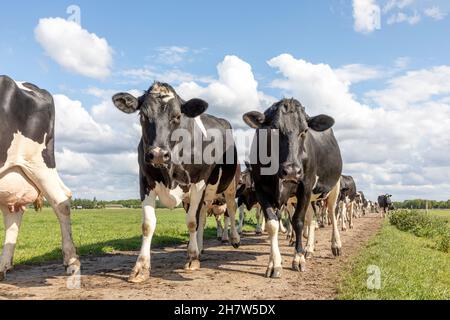 Le mucche si avvicinano, camminando su un sentiero in un pascolo sotto un gregge di cielo blu in una fila, su una strada in linea, uno dopo l'altro, sulla strada per la mungitura p Foto Stock