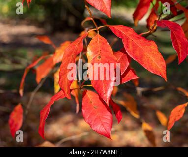 Foglie che cambiano colore in rosso e arancione di un albero di Nyssa sylvatica. Messa a fuoco selettiva Foto Stock