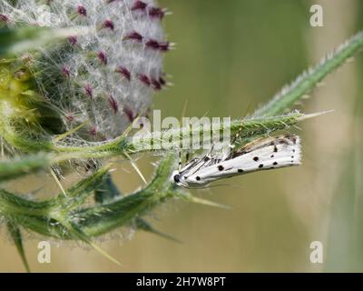 Recentemente è emerso Thistle ermine Moth (Myelois circumvoluta) che riposa sotto una foglia della sua pianta alimentare Woolly Thistle (Cirsium eriophorum), Wiltshire, Regno Unito Foto Stock