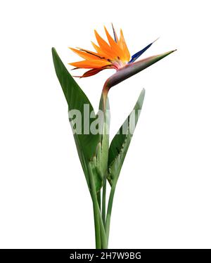 Fiore di strelitzia, uccello del Paradiso. Fiore esotico isolato su bianco. Foto Stock
