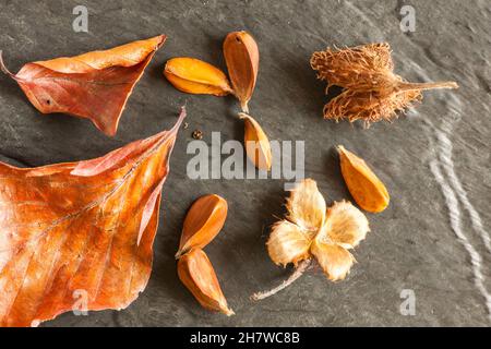 Parti di germogli di beechnut burst con diversi semi e due foglie appassite su un substrato di ardesia in vista in pianta all'apertura f/11. Foto Stock