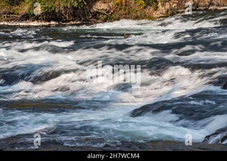 Rapide di LeHardy sul fiume Yellowstone, parco nazionale di Yellowstone, Wyoming, USA Foto Stock