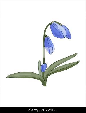 Primavera fiore Scilla blu, Galanthus, disegno a mano a colori schizzo, stile doodling, isolato su sfondo bianco. Illustrazione vettoriale Illustrazione Vettoriale