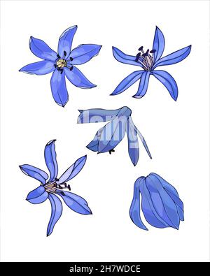 Primavera fiore set bocciolo Scilla blu, Galanthus, disegno a mano a colori schizzo, stile doodling, isolato su sfondo bianco. Illustrazione vettoriale Illustrazione Vettoriale