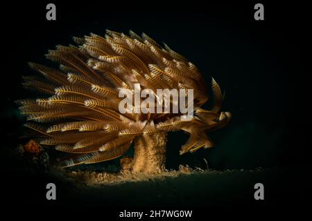 Verme di piuma (abellastarte spectabilis) sulla barriera corallina al largo dell'isola di Sint Maarten, Caraibi olandesi. Foto Stock