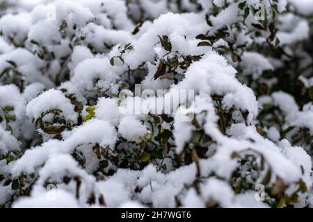 Le prime gelate, l'inizio dell'inverno.la prima neve sui rami di rose giardino con fogliame inaperto. Foto orizzontale. Foto Stock