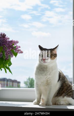 Un gatto multicolore domestico siede sul davanzale accanto ad un bouquet di fiori e guarda con sorpresa e dispiacere. Foto verticale. Foto Stock