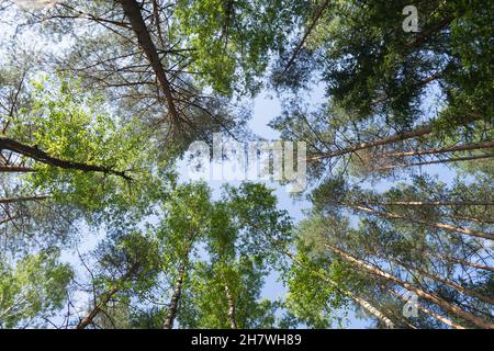 Vista dal basso del cielo attraverso le corone di alberi in una pineta. Foto orizzontale. Sfondo naturale. Scenario. Foto Stock