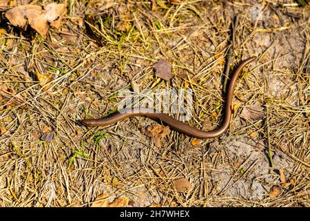 Adder singolo sordo - latino Anguis fragilis - conosciuto anche come lowworm, blindworm o lizard rettile senza legnosa a lungo parecchio nella stagione primaverile di Kampino Foto Stock