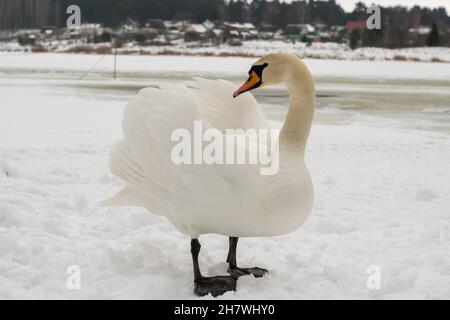 Un solo cigno bianco si erge sulla riva ghiacciata del lago. Swan nella neve. Foto d'inverno. Foto Stock