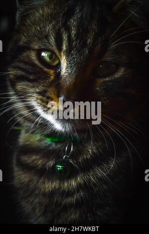 ritratto molto ravvicinato di un giovane gatto grigio con occhi verdi Foto Stock