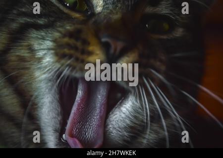 ritratto molto ravvicinato di un giovane grigio tabby yawing, concentrarsi sulla sua lingua Foto Stock