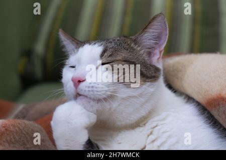 Primo piano di un bel gatto domestico che dorme dolcemente su una coperta, tenendo una zampa vicino alla testa. Foto Cat.Horizontal domestica a capelli lisci. Foto Stock