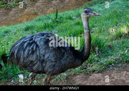 Curioso emu guardando il fotografo nello zoo. Salvador, Bahia, Brasile. Foto Stock