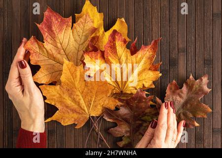 Sfondo autunnale, vista dall'alto. L'acero d'autunno lascia in mano di una donna. Foto orizzontale, flatley. Foto Stock