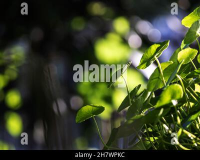 Foglie d'acqua Pennywort come sfondo verde Foto Stock