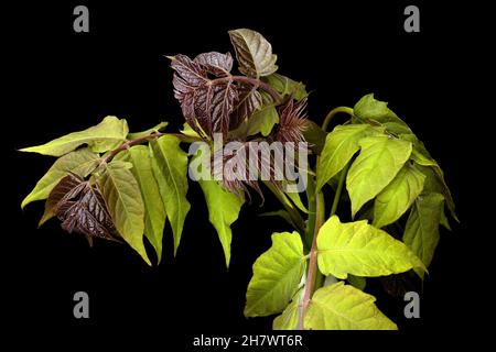 Giovane ailanthus altissima pianta isolata su sfondo nero, studio girato Foto Stock