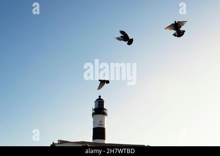 Vista dal basso dei piccioni che volano contro il cielo blu da Farol da barra a Salvador, Bahia, Brasile. Foto Stock