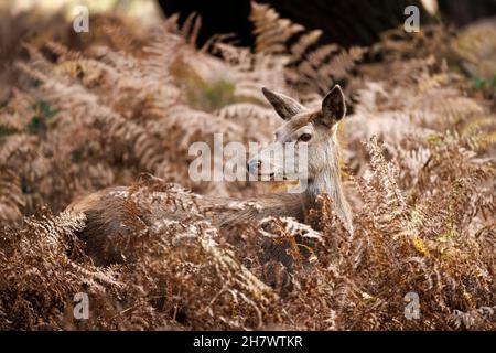 Cervi rossi (Cervus elaphus) che si trovano e si mescolano in bracken, Richmond Park a Richmond upon Thames, Londra dalla fine dell'autunno all'inizio dell'inverno Foto Stock