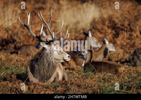 Cervi rossi (Cervus elaphus) a Richmond Park, un parco di cervi a Richmond upon Thames, Londra, Inghilterra sud-orientale dalla fine dell'autunno all'inizio dell'inverno Foto Stock