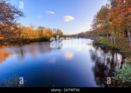 Panoramic view over Winkworth Arboretum lake, Godalming, Surrey, south-east England in late autumn to early winter with golden autumnal colours Foto Stock