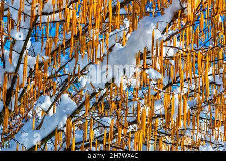 nocciola, nocciola con infiorescenze e rami ricoperti di neve Foto Stock