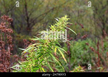 Il cespuglio selvaggio di cannabis cresce all'aperto Foto Stock