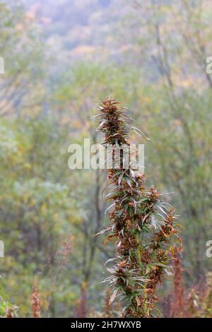 Il cespuglio selvaggio di cannabis cresce all'aperto Foto Stock