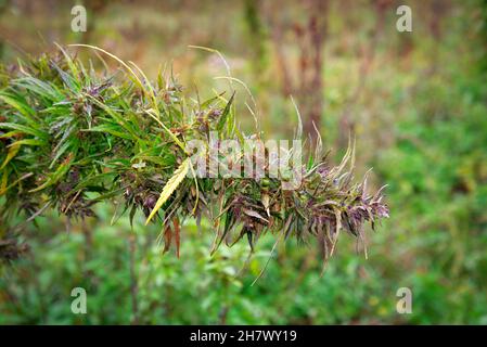 Il cespuglio selvaggio di cannabis cresce all'aperto Foto Stock