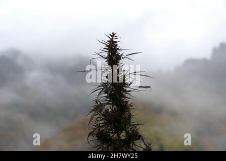 Il cespuglio selvaggio di cannabis cresce all'aperto Foto Stock