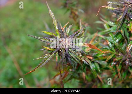 Il cespuglio selvaggio di cannabis cresce all'aperto Foto Stock