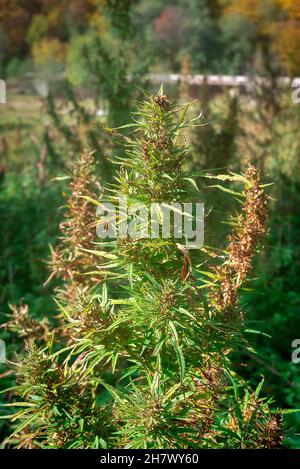 Il cespuglio selvaggio di cannabis cresce all'aperto Foto Stock